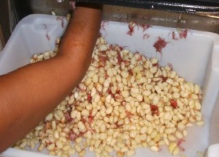 Descascador de Alho  Cebola Turbilhão - DACT - 50 - Maquina de descascar alho