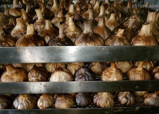 -  ESTUFA / SECADOR - AGMAC-ES12-MD-SII - em aço inox para suportar p/ produzir alho negro