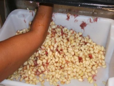 Descascador de Alho  Cebola Turbilhão - DACT - 50 - Maquina de descascar alho